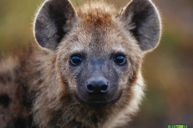 Hyena HD   Hyenas Wallpapers (31563559)   Fanpop