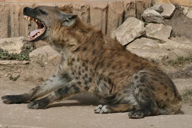 Hyena Pictures And Wallpapers