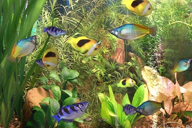 Download Free Aqua 3D For Mac OS X Screensaver, Aqua 3D For Mac OS ...