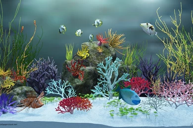 dream aquarium screensaver torrent dream aquarium screensaver torrent