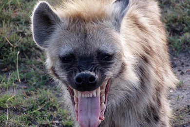 Free Hyena Wallpapers   Animals Town