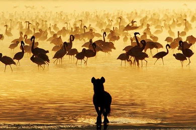 Hyena Wallpapers, Desktop Wallpapers » GoodWP.com