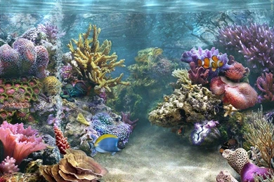 Mike Tyson Tattoos: Aquarium Wallpapers