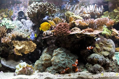 Coral Reef Aquarium For Mac Free Download