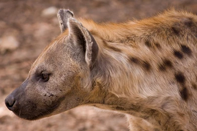 Hyena Desktop Wallpapers   1920x1080