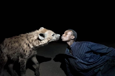 Funny Hyena, Funny Hyena Wallpaper, Funny Hyena Picture, Funny ...