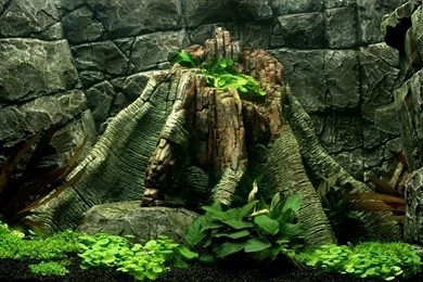 Dream Aquarium Screensaver Mac Keygen – Bestsoft4u.net