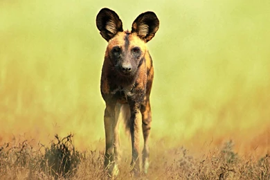 Desktop Wallpapers · Gallery · Animals · Hyena