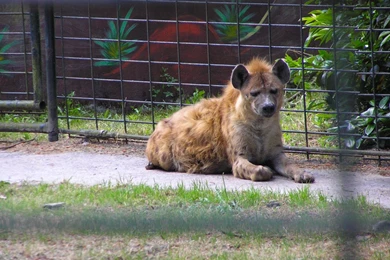 Caged Hyena Wallpapers   Free Backgrounds Picture For Your Computer ...