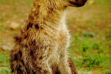 Animation Hyena, Animation Hyena Wallpaper, Animation Hyena ...