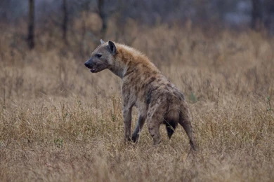 The Pictures For   > Hyena Animal Wallpapers