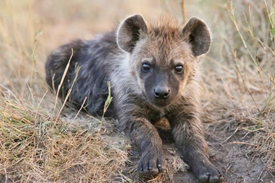 Hyena Wallpapers