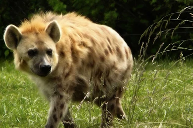 Appu Vista  Full Of Free Softwares, Games, Wallpapers And Many More...