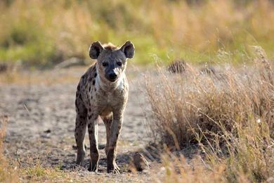 Hyena Wallpapers For Desktop 1920x1080 Full HD