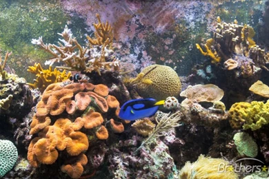 Coral Reef Aquarium For Mac Free Download