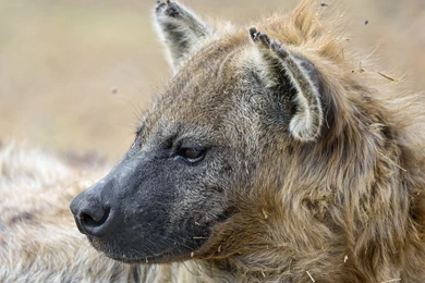 Hyena Wallpapers   Wallpapers HD Hi5   Page 3 Of 4