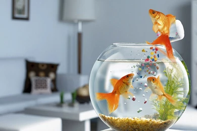 Download Wallpapers 2560x1440 Fish, Aquarium, Swimming, Table ...