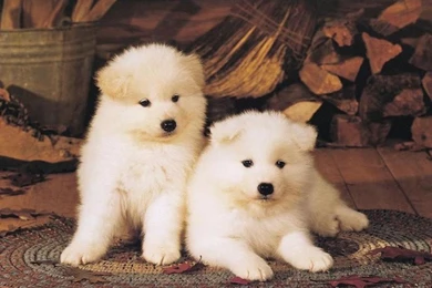 Wallpapers Dog, Puppy, Sweetest Puppies.