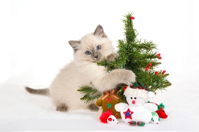 Merry Christmas 2015 Funny Wallpapers   Merry Christmas