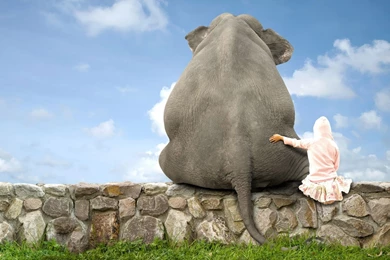 HD Funny Animals Wallpapers