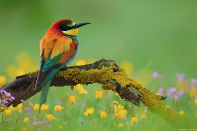 Wallpapers With Birds Desktop Backgrounds