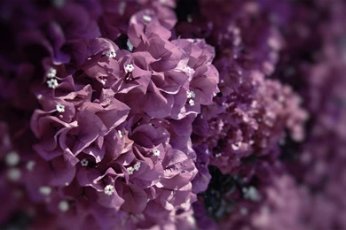 Purple, Image, Background, Wallpaper, Flowers