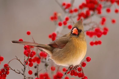 Collection Of Bird Photos And Wallpapers. List Of Birds By Name