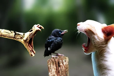 Birds Wallpapers By Mu6 On DeviantArt