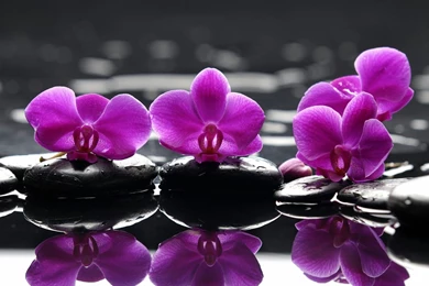 Dark Purple Flower Wallpapers HD Resolution   Uncalke.com