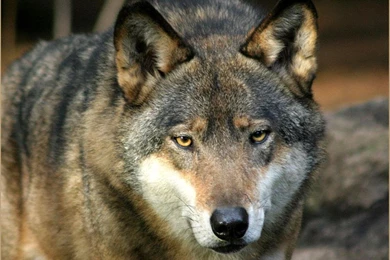 Free Pictures Of Wolves   Widescreen HD Wallpapers