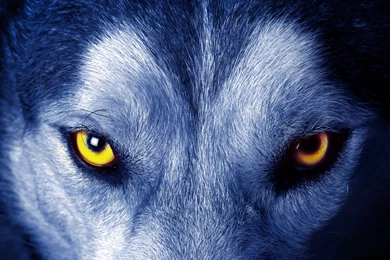 Wallpapers Wolf
