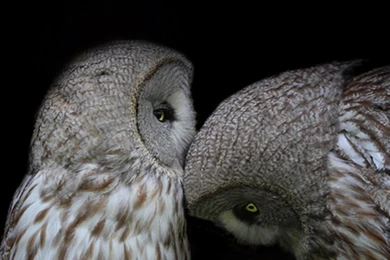 Download Wallpapers 1080x1920 Owl, Couple, Dark Backgrounds ...