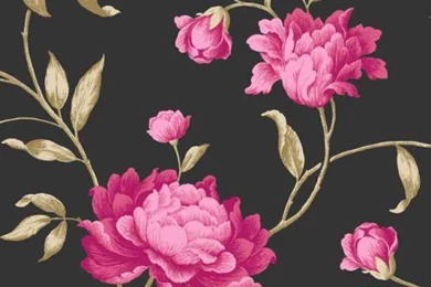 Georgina Black Fuschia Pink Floral Wallpapers 14856 On PopScreen