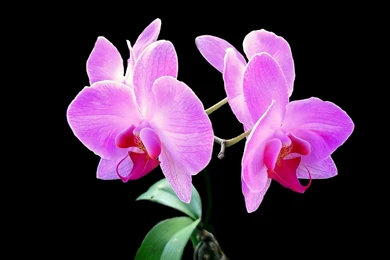 Black And Pink Flower Wallpapers