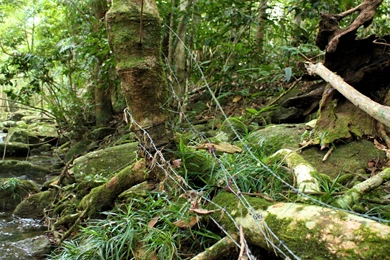 Download Woodland Camo Wallpapers 240x320