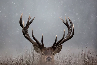 Deer Computer Wallpapers, Desktop Backgrounds