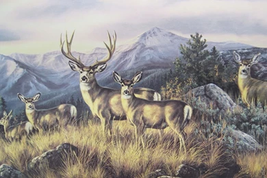 DEER BUCK DOE HUNTING In The MOUNTAINS Wallpapers Border 9 On PopScreen