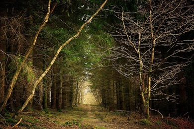 Red Mystical Ego Natural Beauty Forest Path Wallpapers