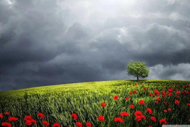Tree, Summer Storm HD Desktop Wallpapers : Widescreen : High ...