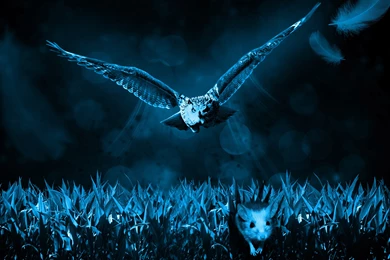 Hunter Owl Predator Mouse Uhd Wallpapers   Ultra High Definition ...