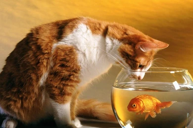 Wallpapers Animated Gif Aquarium 1280x1024