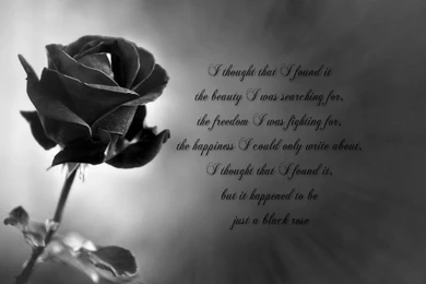Wallpapers Black Rose Wallpapers