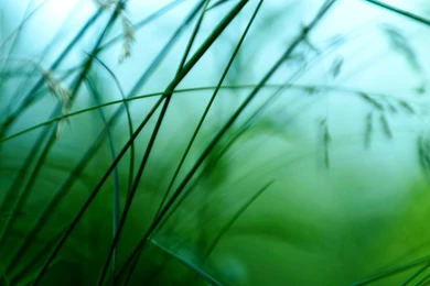 Free Nature Photos HD Wallpapers