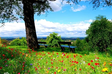 Flowers In The Park Hd Wallpaper Backgrounds 1280x720 Widescreen ...
