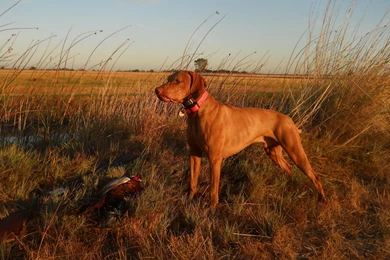 Hunting Vizsla Dog Photo And Wallpaper. Beautiful Hunting Vizsla ...