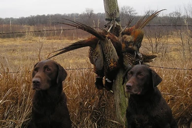 Hunting Dog Images Wallpapers HD Base