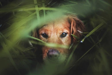 Download Wallpapers 1920x1080 Dog, Muzzle, Grass, Hunting Full HD ...