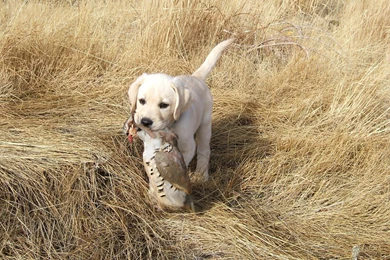 Top Pheasant Hunting Dog Breeds Wallpapers