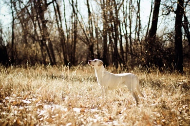 Windows Hd Backgrounds