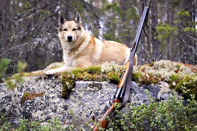 Animals Dogs Canines Weapons Guns Hunting Nature Wallpapers ...
